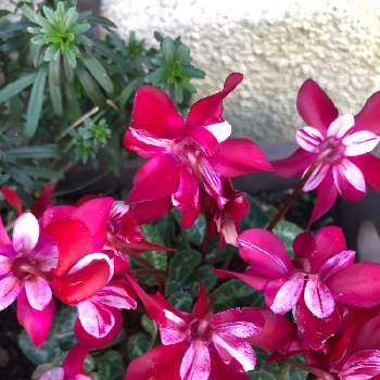 ガーデンシクラメンジックスの画像 by ケントさん | ガーデンシクラメンジックスとあっ火曜日と散歩と赤い花と真っ赤な火曜日と球根植物
