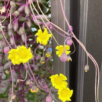 ルビーネックレスの花の画像 by manabeさん | お出かけ先とルビーネックレスとルビーネックレスの花と多肉植物と黄色い花