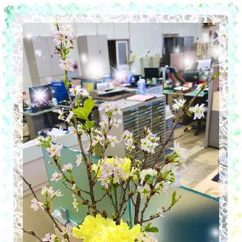 カーネーション,サクラ(啓翁桜),山形,おもてなし花,Ｙ銀行の今週の花の画像