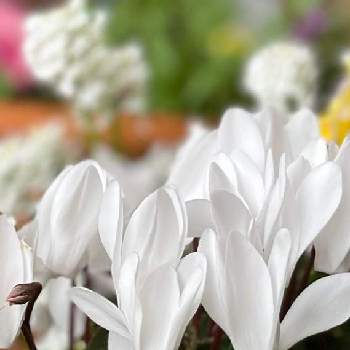 冬に負けないの画像 by morinokoさん | ガーデンシクラメン♡と寄せ植えと冬に負けないと咲いてくれてありがとうとおうち園芸と素敵な色合いと白いお花