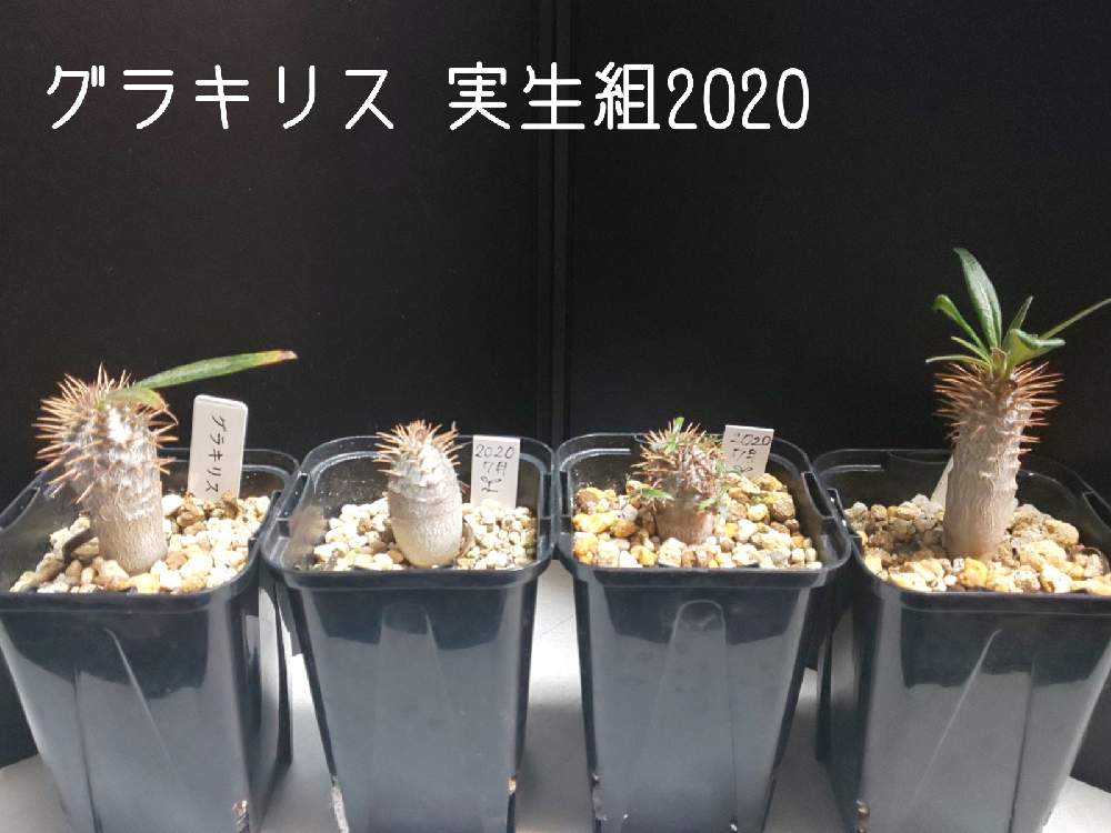 5年保証 ぶぅ ちゃん様 パキポディウム 種子 塊根 植物 観葉植物