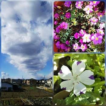 オキザリス　桃の輝きの画像 by まるさん | 小さな庭とオキザリス　桃の輝きと恐るべし 浅間颪とネモフィラ・マクラータ