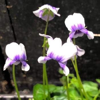 スミレ科 の投稿画像一覧 Greensnap グリーンスナップ