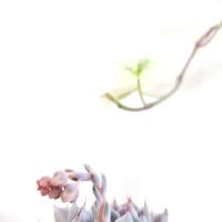 多肉植物,アイビー❇︎,多肉植物のある暮らし,Grey Rose,多肉花芽の画像