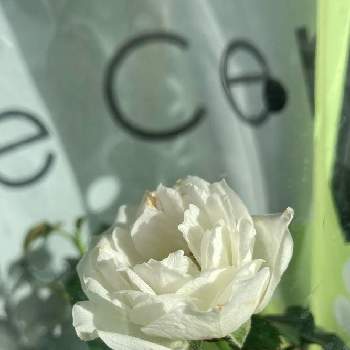ミニバラ鉢植え,セントラルローズの薔薇の画像