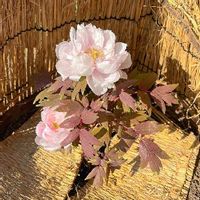 牡丹,牡丹 八千代椿,寒牡丹,ピンクの花,和風ティストの画像