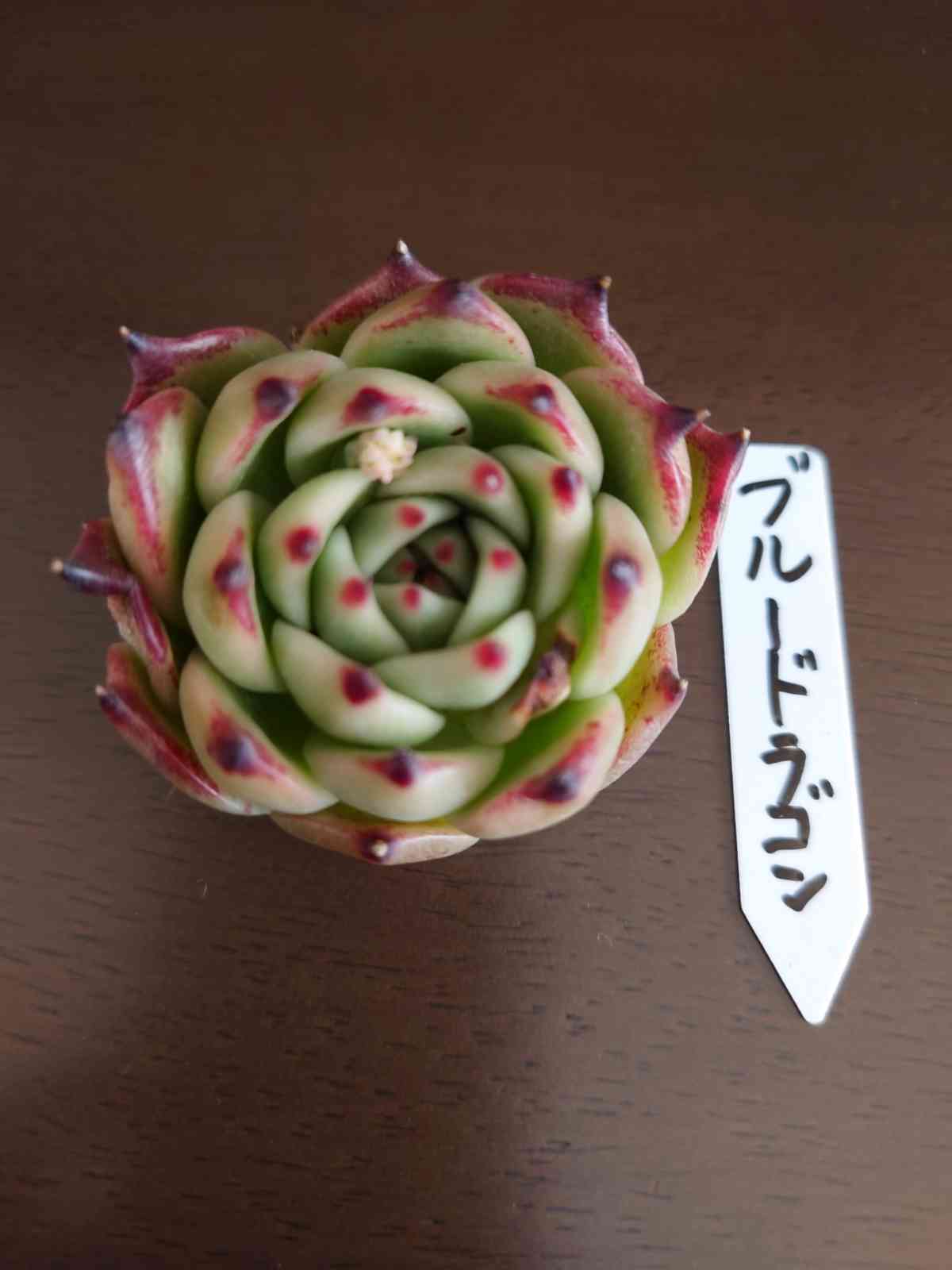 ブルードラゴン｜🍀GreenSnap（グリーンスナップ）