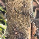 パイオニア植物の一覧 Greensnap グリーンスナップ