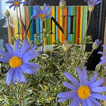 斑入りブルーディジーの画像 by michi!さん | 部屋と斑入りブルーディジーと花のある暮らしと今日のお花とミッチの会とBH同盟