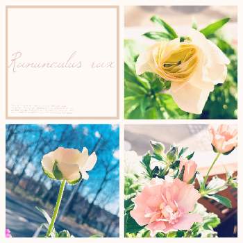 ラナンキュラス　ラックス,おうち時間,初心者,癒し,可愛い花の画像