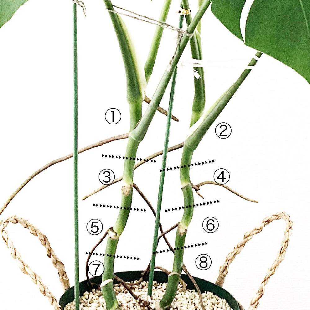 モンステラ 取り木に挑戦｜🍀GreenSnap（グリーンスナップ）
