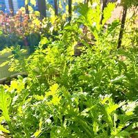 ディル,春菊,ベランダ菜園,バルコニー/ベランダの画像