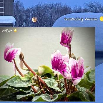 Love Hokkaido♡の画像 by piaMo☆さん | 部屋と温度管理してます(๑>◡<๑)と冬はインドア派♡とLove Hokkaido♡ときっと明日は素敵な日❤️と寒いのが好きなわけじゃない♡と雪かき愛好家♡と北国の冬景色