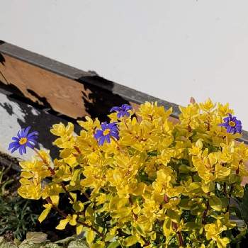 ブルーデージー ハニーブルー,寄せ植え,今日のお花,冬でも常緑,玄関の画像