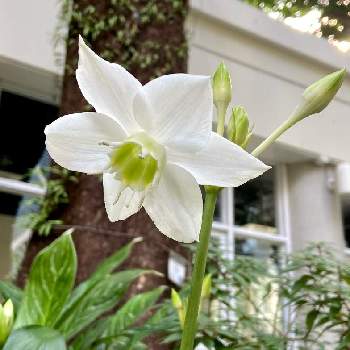 アマゾンリリーの投稿画像一覧 Greensnap グリーンスナップ アマゾンリリーの投稿画像一覧 Greensnap グリーンスナップ