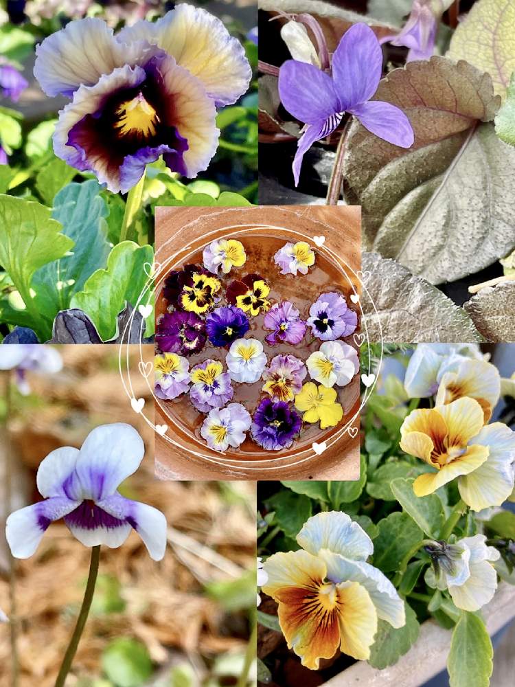 パンジーの投稿画像 By ミンちゃんさん パンダスミレとチーム ブルーno 008とお気に入り と水辺の水曜日と素敵な色合いと青い冬の花 22と水曜日は水色と花いろいろと青い花で新年会22と ღ ற かわゅ と公園散歩と青い花マニアとチーム ブルーと私好み と