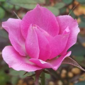 薔薇 バラの画像 by meymii˖·*❁さん | 小さな庭とミニバラとピンクの花.·˖*·と花を楽しむ♡˒˒*と薔薇 バラと咲いたよとマイガーデンと南の島と花は癒し.｡.:*♡とミニバラ ♥︎と大好きな花とガーデニングと花のある暮らしと可愛いﻌﻌﻌ花.·˖*❀と19日はピンクの日!と地植えとお気に入り✧*。