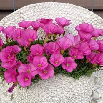 オキザリス　桃の輝きの画像 by みつここさん | 小さな庭とオキザリス　桃の輝きとピンクの花とピンクの日と緑のある暮らしとピンク大好きとピンクとガーデニングと花のある暮らしと19日はピンクの日!と帽子型の鉢とピンクワールドへ ようこそと可愛いとお気に入り