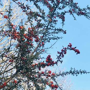 トキワサンザシの画像 by Berryさん | トキワサンザシとピラカンサと樹木と赤い実と山歩き