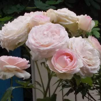 薔薇が好きの画像 by ともこさん | 小さな庭とピエール  ドゥ  ロンサールとピンクのミニ薔薇☆と薔薇のある暮らし♡と薔薇を育てると薔薇が好きとガーデニングと薔薇の花