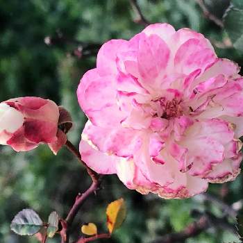 薔薇が好きの画像 by La vie en roseさん | 小さな庭とミニバラ・グリーンアイスとグリーンアイスとミニバラとバラ、薔薇、ばらとスマホ撮影とばら バラ 薔薇と水曜ローズショーと癒しとピンクの日とおうち園芸と今日の一枚とピンク大好きと薔薇が好きと花いろいろとバラが好きと花のある暮らしとばら 薔薇 バラと花が好きと19日はピンクの日!とiPhone撮影