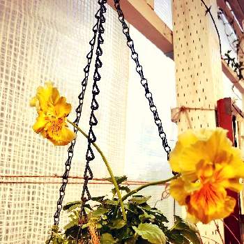 フリンジパンジー 赤い風車の投稿画像一覧 Greensnap グリーンスナップ