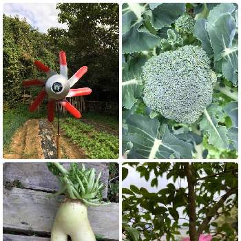 ブロッコリー,大根,風車,お野菜,家庭菜園の画像