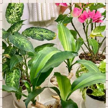 ドラセナ挿し木の投稿画像一覧 Greensnap グリーンスナップ