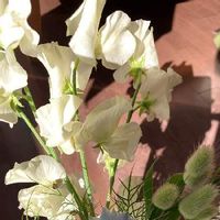 ラグラス,スイトピー,ニゲラ,切花,好きな花の画像
