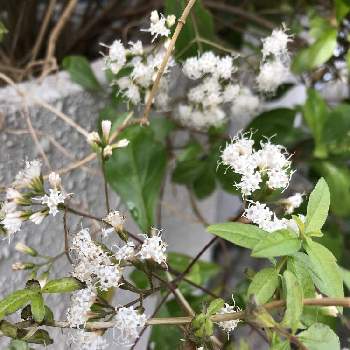 垂れ下がる植物の投稿画像一覧 Greensnap グリーンスナップ 垂れ下がる植物の投稿画像一覧 Greensnap グリーンスナップ