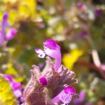 ホトケノザ,野草,可愛い花,紫色の花,綺麗な花の画像