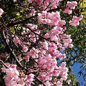 お見事‼️の画像 by マイフラワーさん | お出かけ先とお見事‼️とカンヒザクラ♡とさくら 桜 サクラと綺麗なお花とピンクのはな