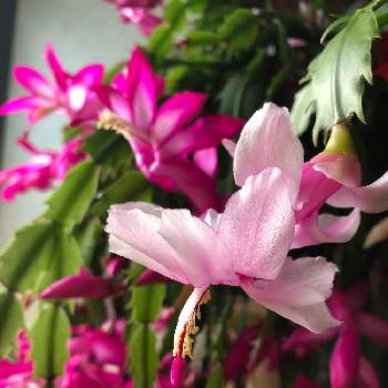 デンマークカクタスの花の画像 by Flowerさん | 窓辺とデンマークカクタスの花とありがとう♡と寄り添ってとご安全にーとおうち園芸とかわぃぃ。と最後まで大切に…と大切な人に…と自己満足の世界と大人ラブリー