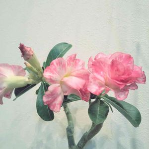 アデニウム,☆りん☆のアデニウム八重ちゃん,多肉植物,塊根植物,開花の画像