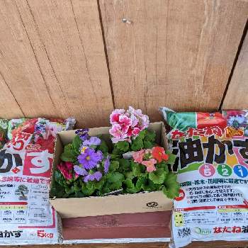 買い物の画像 by 庭の花子さん | 玄関と春の気配と寒肥の準備とおうち園芸と買い物と夕方