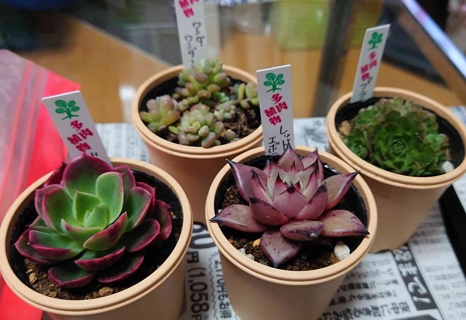 ワンダワンダー2 多肉植物 セダム ワンダワンダー 2 - 多肉植物 人気の多肉植物 多種類の