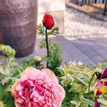 ▫️アネモネの画像 by すずりさん | 小さな庭とピンクの日と▫️アネモネ
