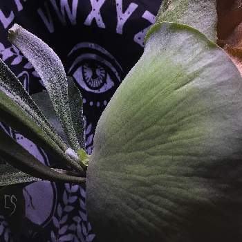 シダで幸せの画像 by Esさん | 部屋と着生植物と コウモリラン と ビカクシダとシダで幸せと植中毒と着生シダと草キチとシダ植物と新芽