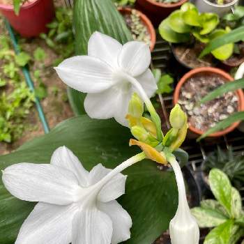 アマゾンリリーの投稿画像一覧 Greensnap グリーンスナップ アマゾンリリーの投稿画像一覧 Greensnap グリーンスナップ