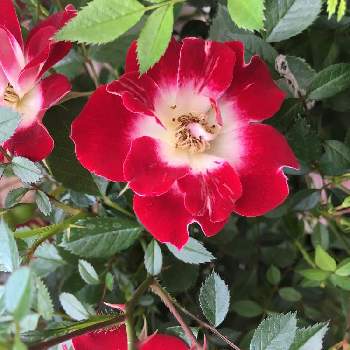 バラ 舞姫の投稿画像一覧 Greensnap グリーンスナップ