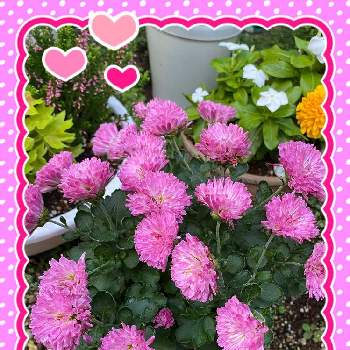 菊の花の画像 by くみこさん | 19日はピンクの日♪とピンク♡とおうち園芸と鉢植えと菊の花