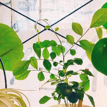 DAISO植物の画像 by おミキさん | 部屋とエアープランツ キセログラフィカとシルクジャスミンとウンベラータとペペロミアとエアプランツ チランジアと我が家のチランジアとエアープランツ・キセロと観葉植物とDAISO植物とシルク ジャスミンとわが家の観葉植物❢とGreenが好きと観葉植物好きとペペロミア属と ウンベラータと観葉植物のある暮らしとウンベラータ♡︎ʾʾとDAISOとDAISO産とエアープランツ/チランジア