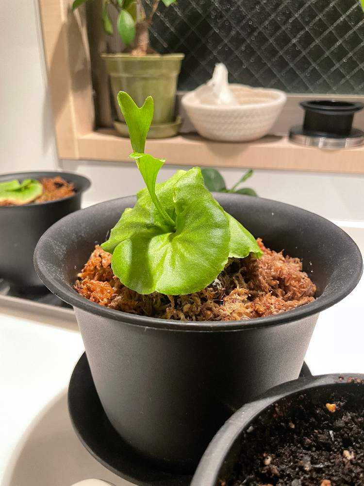 リドレイ幼苗成長記録｜🍀GreenSnap（グリーンスナップ）