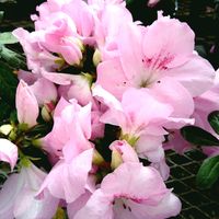 アザレア,ピンクの花,ツツジ科,西洋ツツジ,園芸品種の画像