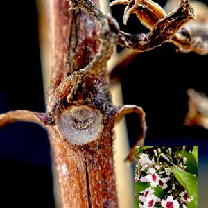 ヘクソカズラ,散歩,雑草,山野草,マクロ撮影の画像