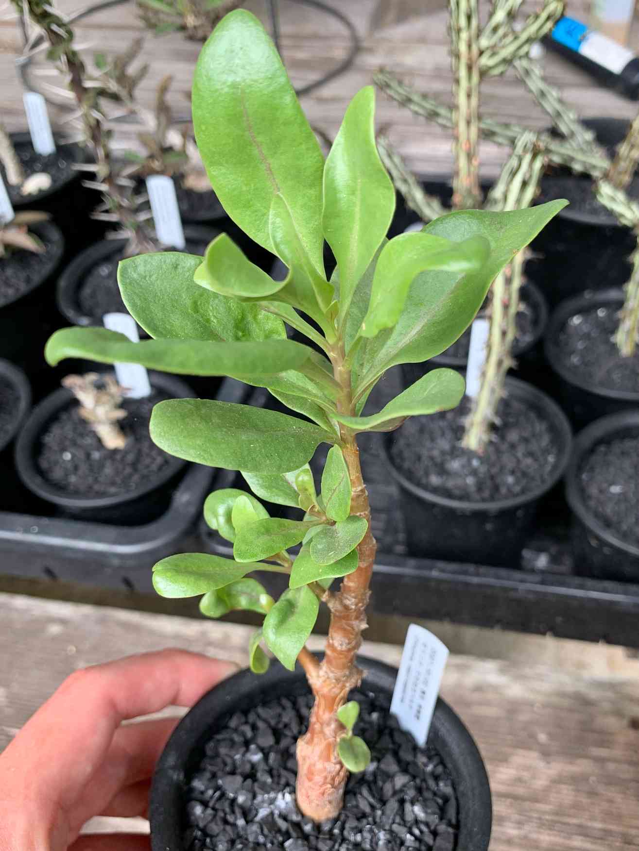 オトンナ マクロスペルマの一覧｜🍀GreenSnap（グリーンスナップ）