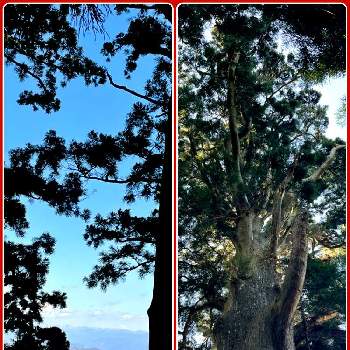 杉（すぎ）の画像 by こつぶさん | 杉（すぎ）と御神木と神秘的と巨木古木の木曜日