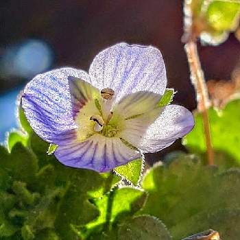 オオイヌノフグリ 星の瞳の投稿画像一覧 Greensnap グリーンスナップ
