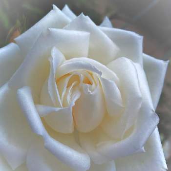 白いバラ,バラを楽しむ,ばら バラ 薔薇,とある店先,お出かけ先の画像