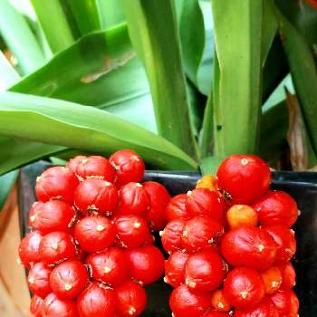 おもとの実の投稿画像一覧 Greensnap グリーンスナップ